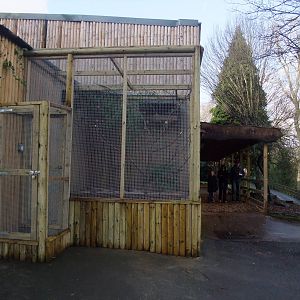 Lovebird Aviary at Dudley, 18/12/11
