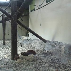 Orang Indoor Exhibit at Dudley, 18/12/11