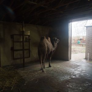 Camel House Interior at Dudley, 18/12/11