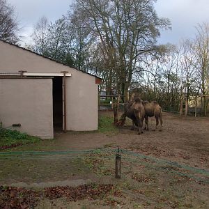 Camel House Exterior at Dudley, 18/12/11