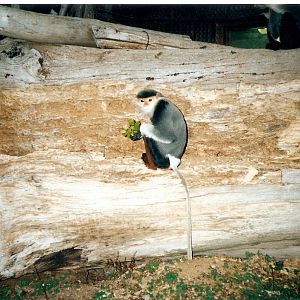 Douc langurs at Howletts 1988/90