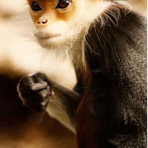 Douc langurs at Howletts 1988/90