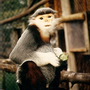 Douc langurs at Howletts 1988/90