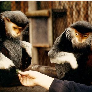Douc langurs at Howletts 1988/90