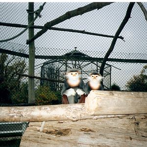 Douc langurs at Howletts 1988/90