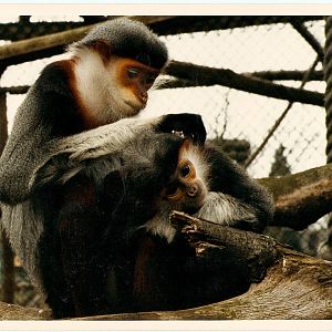 Douc langurs at Howletts 1988/90