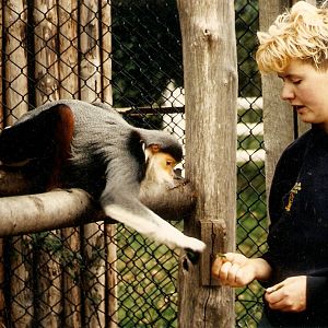 Douc langurs at Howletts 1988/90