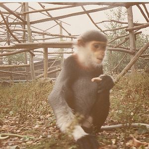 Douc langurs at Howletts 1988/90