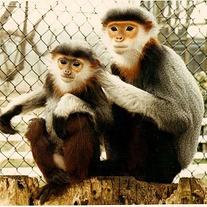 Douc langurs at Howletts 1988/90