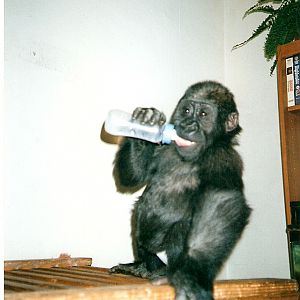Tamki baby pictures at Howletts 1990/91