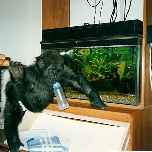 Tamki baby pictures at Howletts 1990/91