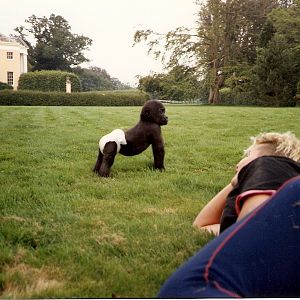 Ambam baby pictures Howletts 1991 onwards