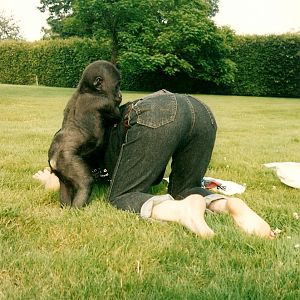 Ambam baby pictures Howletts 1991 onwards