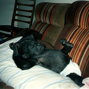 Ambam baby pictures Howletts 1991 onwards