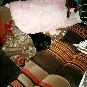 Ambam baby pictures Howletts 1991 onwards