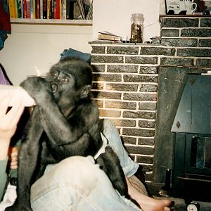 Ambam baby pictures Howletts 1991 onwards