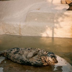 Ancient photos of Colchester circa1987-1988