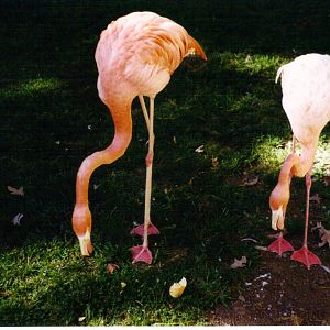 Flamingo