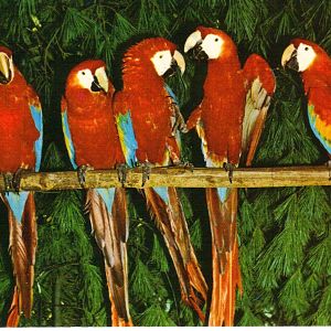 Catskill Game Farm Postcard