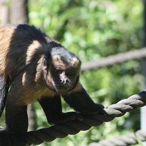 Capuchin