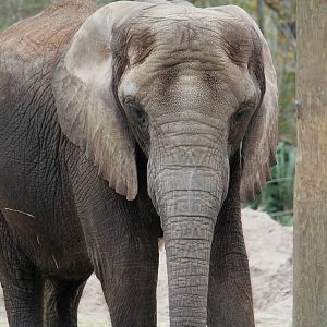 African Elephant
