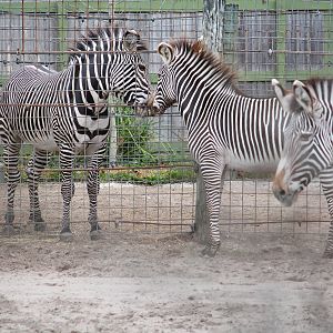Grevy Zebra