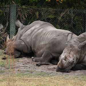 White Rhinos