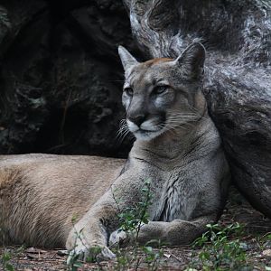 Florida Panther