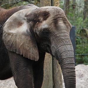 African Elephant