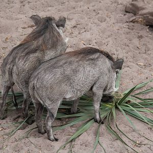 Warthog Piglets All Grown Up