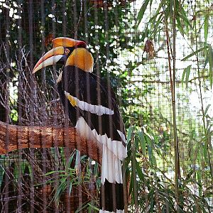 Great Indian Hornbill