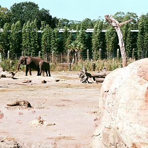 African Elephant Exhibit