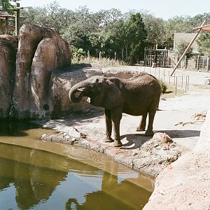 African Elephant