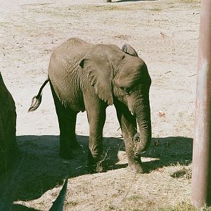 African Elephant