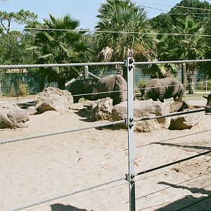 White Rhino Exhibit
