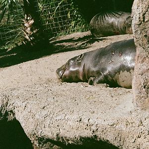 Pygmy Hippo