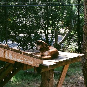 New Guinea Singing Dog