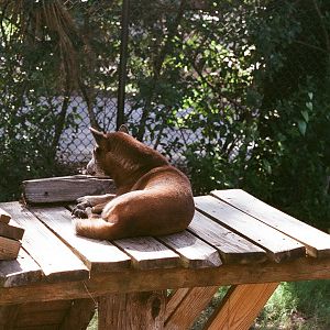 New Guinea Singing Dog