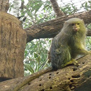 Pygmy Marmoset