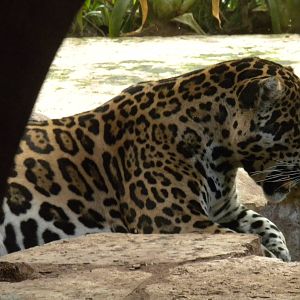 Jaguar