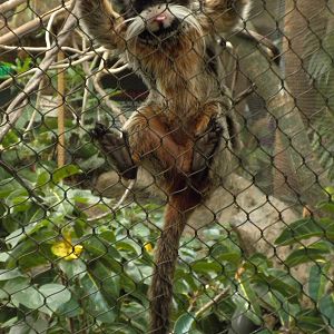 Emperor Tamarin