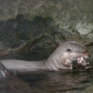 Giant Otter