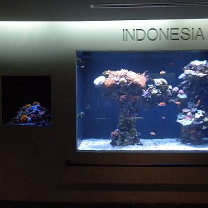 Indonesia tank