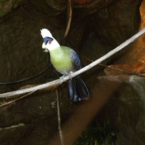 White-Crested Turaco