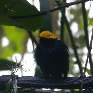 Golden-headed Manakin