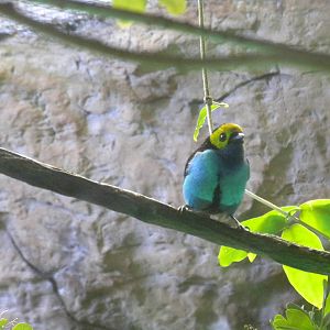 Paradise Tanager