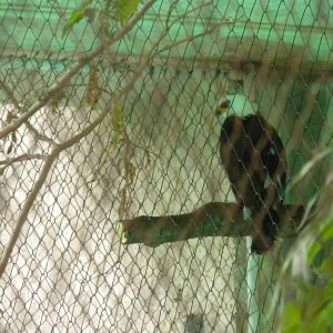 Black and White Hawk Eagle