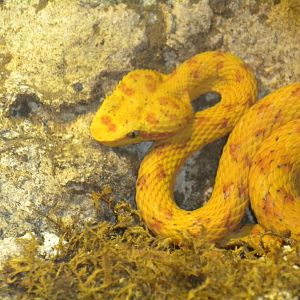 Eyelash Palm Viper