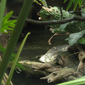 Orinoco Crocodile