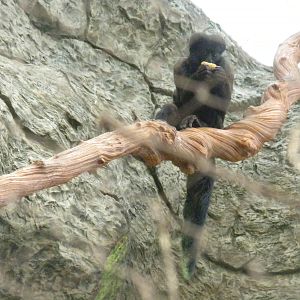 Red-Backed Bearded Saki